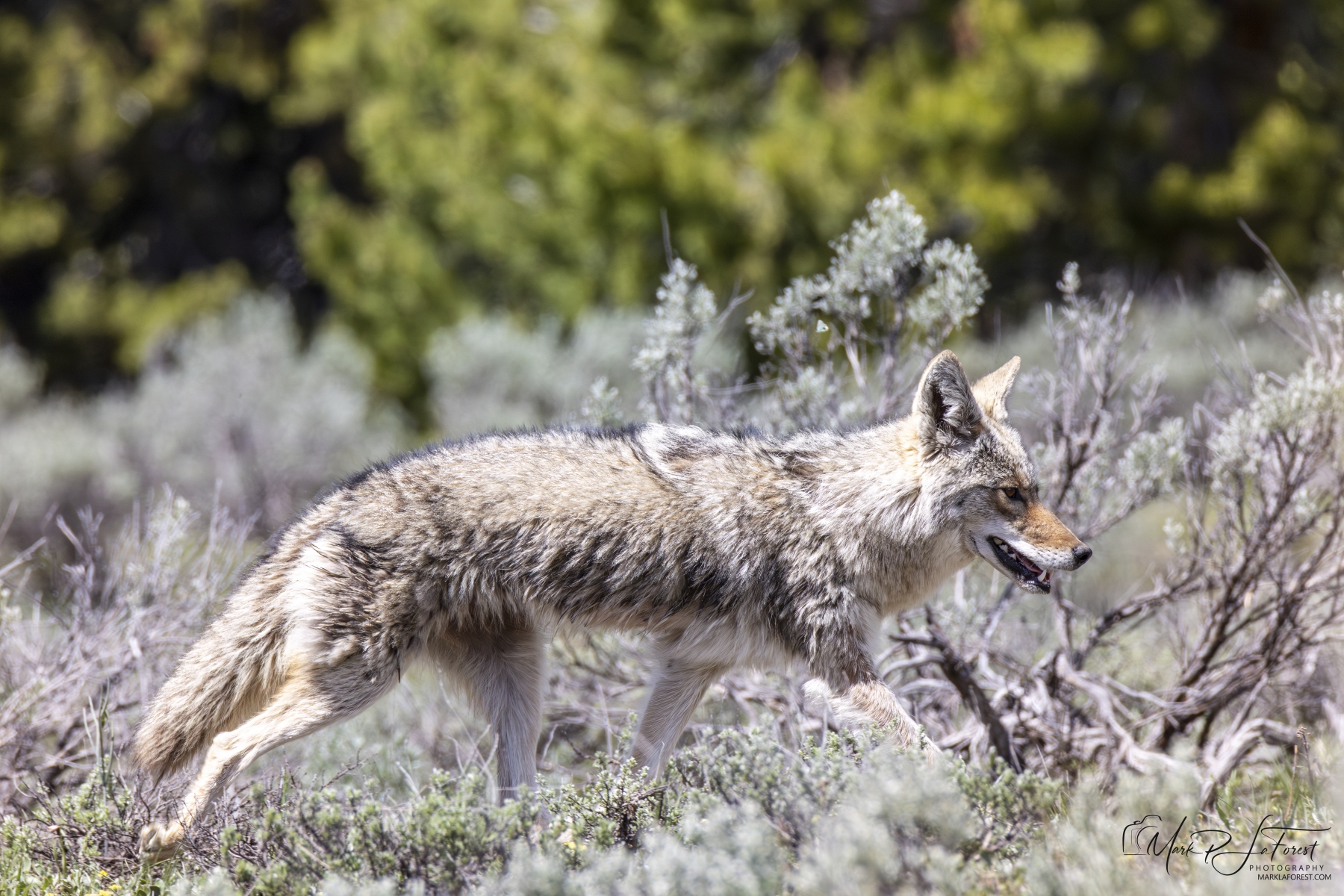 Coyote, Grand Teton National Park